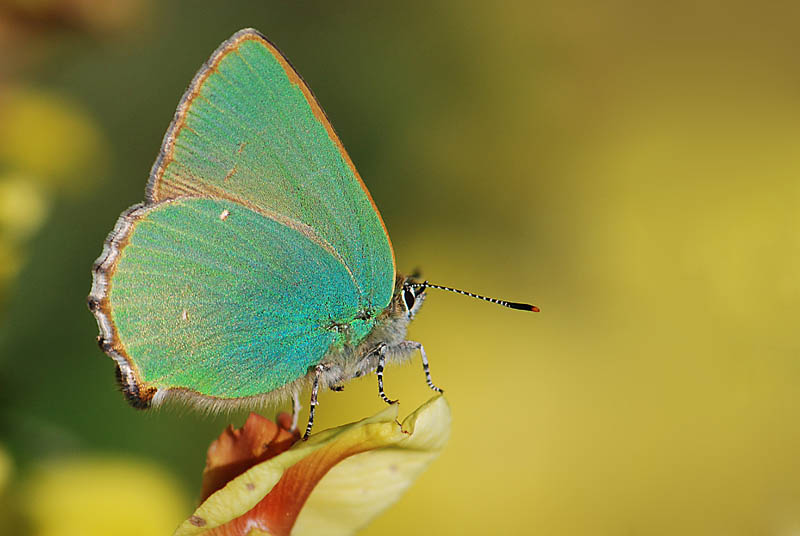 Luce di Primavera - Callophrys rubi